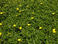 Ludwigia grandiflora 3, Waterteunisbloem, Saxifraga-Peter Meininger