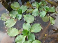 Ludwigia grandiflora 5, Waterteunisbloem, Saxifraga-Rutger Barendse
