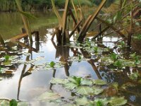Ludwigia grandiflora 6, Waterteunisbloem, Saxifraga-Rutger Barendse