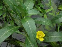 Ludwigia grandiflora 8, Waterteunisbloem, Saxifraga-Rutger Barendse