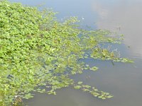 Ludwigia peploides 3, Kleine waterteunisbloem, Saxifraga-Rutger Barendse