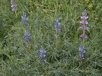 Lupinus angustifolius 37, Blauwe lupine, Saxifraga-Willem van Kruijsbergen