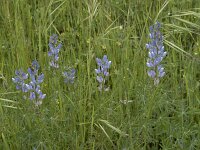 Lupinus angustifolius 38, Blauwe lupine, Saxifraga-Willem van Kruijsbergen