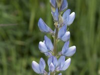Lupinus angustifolius 41, Blauwe lupine, Saxifraga-Willem van Kruijsbergen