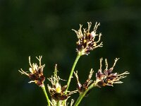 Luzula campestris 23, Gewone veldbies, Saxifraga-Jan van der Straaten