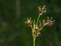 Luzula campestris 24, Gewone veldbies, Saxifraga-Jan van der Straaten