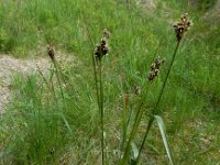 Luzula desvauxii 2, Saxifraga-Ed Stikvoort : Pierre de Haute s9900