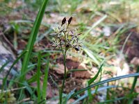Luzula pilosa 9, Ruige veldbies, Saxifraga-Ed Stikvoort