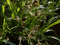 Luzula sylvatica 10, Grote veldbies, Saxifraga-Ed Stikvoort