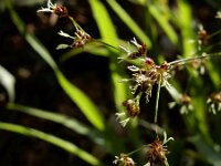 Luzula sylvatica 11, Grote veldbies, Saxifraga-Ed Stikvoort