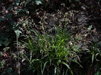 Luzula sylvatica 12, Grote veldbies, Saxifraga-Ed Stikvoort