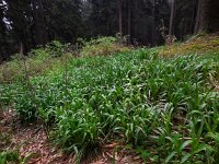 Luzula sylvatica 13, Grote veldbies, Saxifraga-Ed Stikvoort