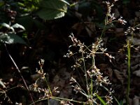 Luzula sylvatica 14, Grote veldbies, Saxifraga-Ed Stikvoort