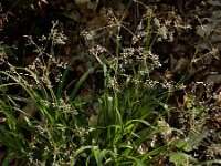 Luzula sylvatica 15, Grote veldbies, Saxifraga-Ed Stikvoort
