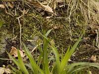 Luzula sylvatica 2, Grote veldbies, Saxifraga-Willem van Kruijsbergen