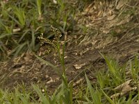 Luzula sylvatica 3, Grote veldbies, Saxifraga-Willem van Kruijsbergen