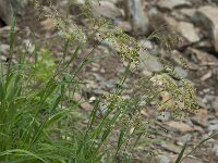 Luzula sylvatica 5, Grote veldbies, Saxifraga-Willem van Kruijsbergen