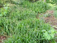 Luzula sylvatica 6, Grote veldbies, Saxifraga-Rutger Barendse