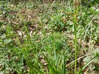 Luzula sylvatica 7, Grote veldbies, Saxifraga-Rutger Barendse
