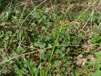 Luzula sylvatica 8, Grote veldbies, Saxifraga-Rutger Barendse