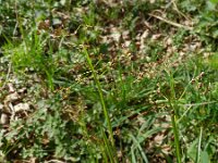 Luzula sylvatica 9, Grote veldbies, Saxifraga-Rutger Barendse