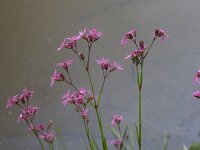 Lychnis flos-cuculi 45, Echte koekoeksbloem, Saxifraga-Jan Nijendijk