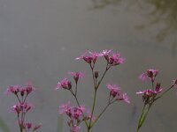 Lychnis flos-cuculi 46, Echte koekoeksbloem, Saxifraga-Jan Nijendijk