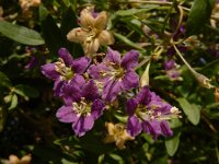 Lycium barbarum 35, Boksdoorn, Saxifraga-Ed Stikvoort : boksdoorn Z van Domburg s9900