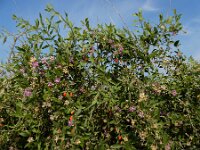 Lycium barbarum 36, Boksdoorn, Saxifraga-Ed Stikvoort : Beuningerwaard en Ewijkplaat a900