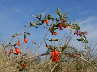 Lycium barbarum 38, Boksdoorn, Saxifraga-Ed Stikvoort : Beuningerwaard en Ewijkplaat a900