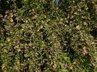 Lycium barbarum 39, Boksdoorn, Saxifraga-Ed Stikvoort : boksdoorn Z van Domburg s9900