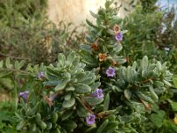 Lycium intricatum 10, Saxifraga-Ed Stikvoort