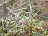 Lycium intricatum 2, Saxifraga-Rutger Barendse
