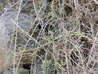 Lycium intricatum 3, Saxifraga-Rutger Barendse