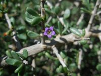 Lycium intricatum 4, Saxifraga-Ed Stikvoort