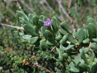 Lycium intricatum 5, Saxifraga-Ed Stikvoort