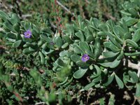 Lycium intricatum 6, Saxifraga-Ed Stikvoort
