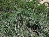 Lycium intricatum 8, Saxifraga-Ed Stikvoort