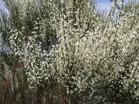 Lygos monosperma