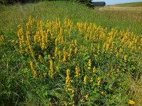 Lysimachia punctata 10, Puntwederik, Saxifraga-Ed Stikvoort