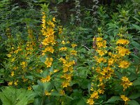 Lysimachia punctata 14, Puntwederik, Saxifraga-Ed Stikvoort