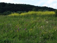 Lysimachia vulgaris 10, Grote wederik, Saxifraga-Hans Boll