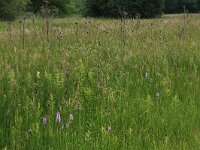 Lysimachia vulgaris 12, Grote wederik, Saxifraga-Hans Boll