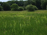 Lysimachia vulgaris 13, Grote wederik, Saxifraga-Hans Boll