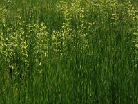 Lysimachia vulgaris 19, Grote wederik, Saxifraga-Hans Boll