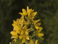 Lysimachia vulgaris 2, Grote wederik, Saxifraga-Jan van der Straaten