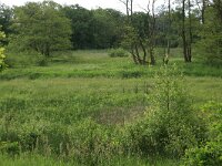 Lysimachia vulgaris 20, Grote wederik, Saxifraga-Hans Boll