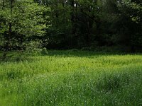 Lysimachia vulgaris 21, Grote wederik, Saxifraga-Hans Boll