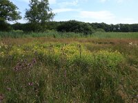Lysimachia vulgaris 24, Grote wederik, Saxifraga-Hans Boll