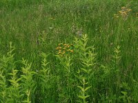 Lysimachia vulgaris 26, Grote wederik, Saxifraga-Hans Boll